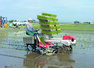 畳イ草農場